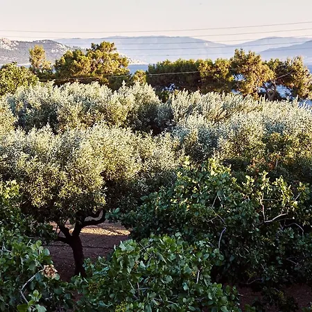 Nikolaou Art Гостевой дом Aegina